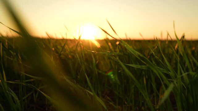 agriculture farm green germs wheat sunset, field leaf wheat, harvest sunset scene, field sunset atmosphere, harmonious wheat glow, farming harvest season, sunlit farm field, sunset rural landscape