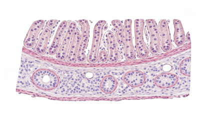 Microscopic view of intestinal villi and crypts with cross-sections of glands isolated on a transparent background