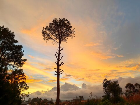 sunset in the forest