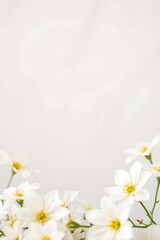 White Daisy Flowers Border Frame