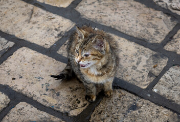 Cat in the Bizerte medina, Tunisia