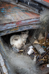 Cat in the Bizerte medina, Tunisia