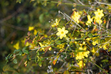 A creeping semi-evergreen flowering shrub of winter jasmine Jasminum nudiflorum with slender green...