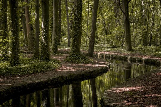 View of sunlight filtering through the dense canopy, illuminating a tranquil canal reflecting the trees in a serene scene, Paris, &Atilde;Žle-de-France, France.