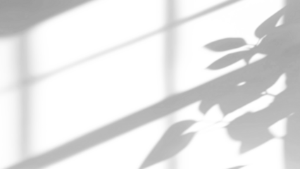 branches and windows shadow on white wall,shadow overlay effects of realistic abstract natural tree leaves shadow on wall background,Summer sunlight and shadow overlay effect,branches and tree shadow