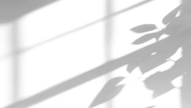 branches and windows shadow on white wall,shadow overlay effects of realistic abstract natural tree leaves shadow on wall background,Summer sunlight and shadow overlay effect,branches and tree shadow