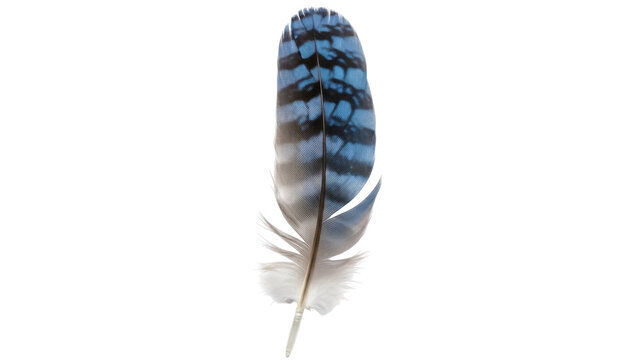 Blue jay feather PNG isolated on transparent background, detailed avian plumage with black markings for design projects