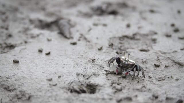 Close up of an endangered Class II broad-fronted fiddler crab repairing its burrow with a clump of mud on a South Korean mudflat