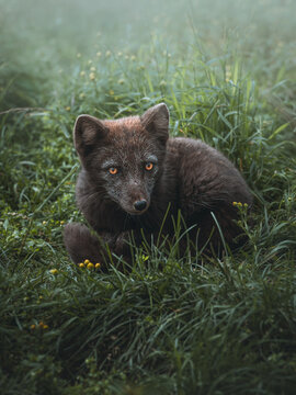 View of a dark arctic fox with piercing eyes rests in a field of green grass and tiny yellow flowers, creating a striking contrast, Westfjords, Iceland.