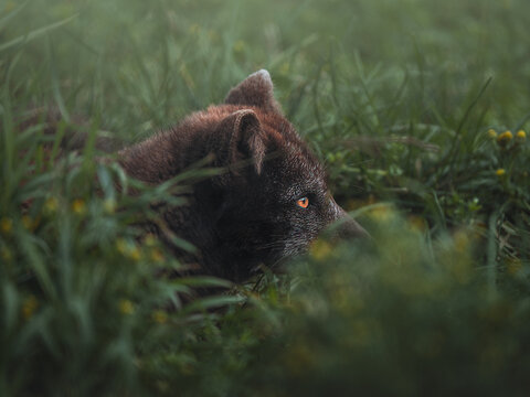 View of a dark arctic fox partially hidden amongst vibrant green grass, its piercing orange eyes contrasting against the natural backdrop, Westfjords, Iceland.