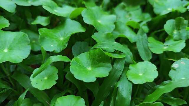 Green gotu kola in the garden