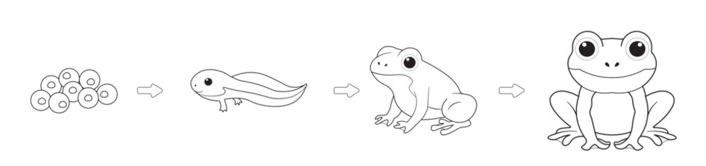 Frog Metamorphosis Outline Worksheet