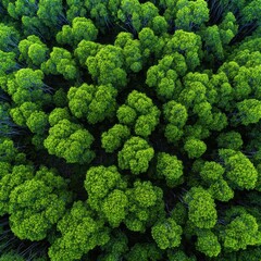 Mangrove forest creating lush green texture pattern, healthy wetland ecosystem acting as natural carbon sink and CO2 capture system perfect for sustainable environment and climate action.