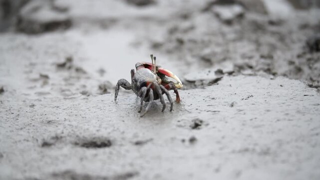Endangered broad-fronted fiddler crab encountering a red-clawed crab while feeding on a South Korean mudflat