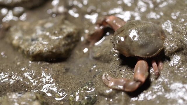 Close up of a nut crab hiding under the sand on a mudflat in South Korea