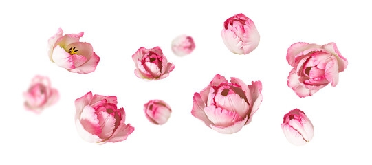 pink tulip flower flying isolated on white