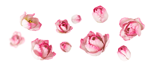 pink tulip flower flying isolated on white