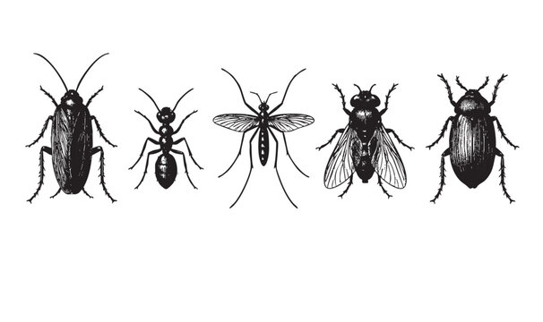 A black and white vector illustration featuring a collection of common insects including a cockroach, ant, mosquito, fly, and beetle, isolated on a white background.