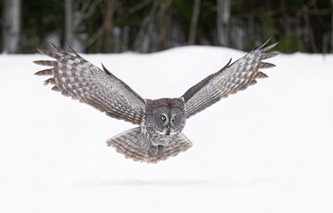 Great grey owl with wings spread out isolated on white background in flight hunting over a snow covered field in Canada