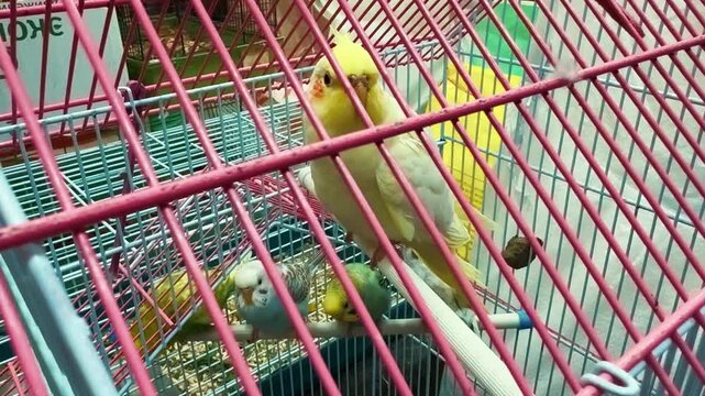 Parrot in a cage. Colorful parrot in a cage in a store. pet. poultry