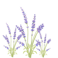 Obraz premium Beautiful Flowers Outline Simple Linear Image Collection