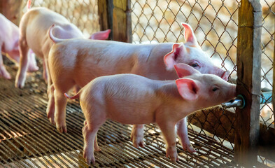Young pink piglet drinking water from automatic nipple drinker system in pigpen in pigfarm