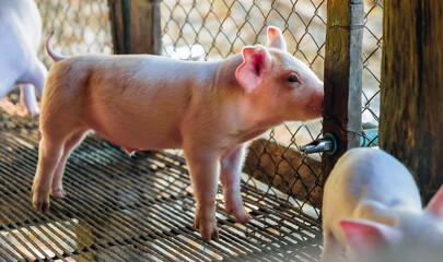 Young pink piglet drinking water from automatic nipple drinker system in pigpen in pigfarm