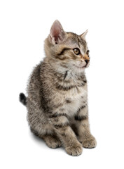 Fototapeta premium Adorable tabby kitten on white background.