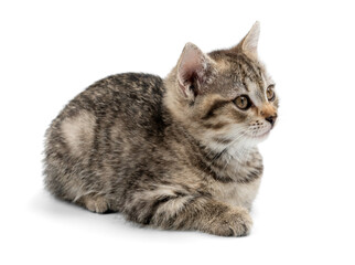 Obraz premium Adorable Tabby Kitten on a White Background. Gray kitten isolated.