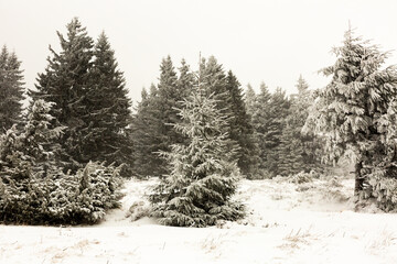 Forêt de sapins sous la neige, ambiance glaciale, jour blanc