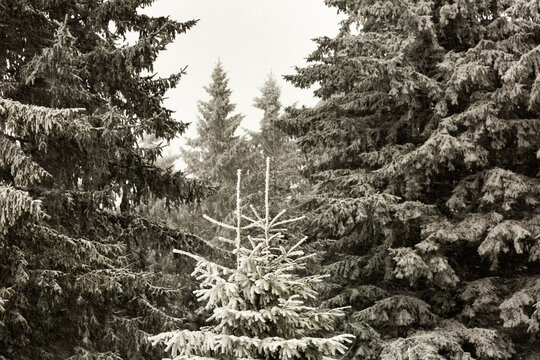 Pointes de sapins sous la neige en premier plan, arri&egrave;re-plan de for&ecirc;t de sapins, plan rapproch&eacute; 