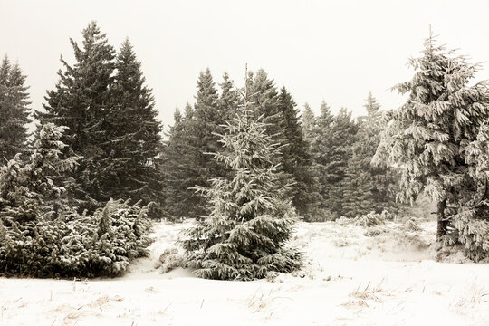 For&ecirc;t de sapins sous la neige, ambiance glaciale, jour blanc