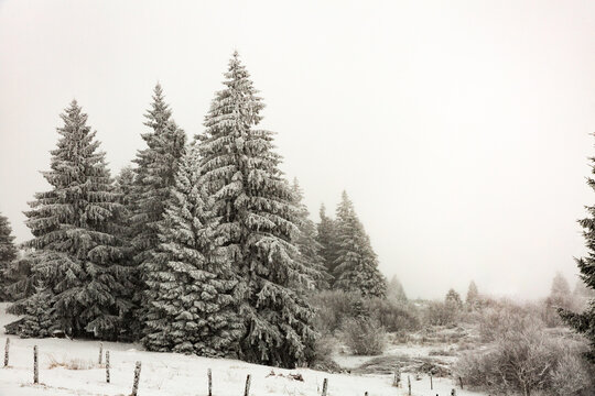 Sapins sous la neige dans une for&ecirc;t de montagne, cl&ocirc;ture avec poteaux en bois, jour blanc, panorama hivernal