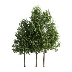 Obraz premium Three green leafy trees against white