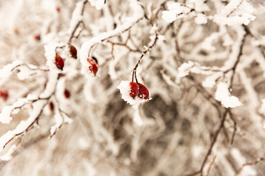 Eglantines recouvertes de neige sur un arbuste en gros plan, paysage d'hiver enneig&eacute;