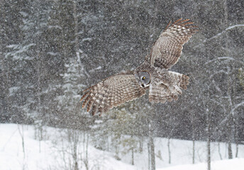 Great grey owl in fight on a snowy winter day in Canada