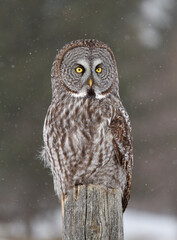 Great grey owl (Strix nebulosa) perched on an old fence post in winter in Canada
