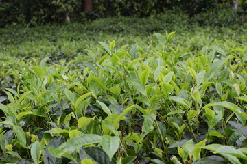 Obraz premium Ceylon tea, tea plantation, tea leaves, green tea leaves, Sri Lanka tea, tea estate, fresh tea leaves, organic tea, natural tea, tea garden, tea fields, hill country tea, tropical plantation, tea farm