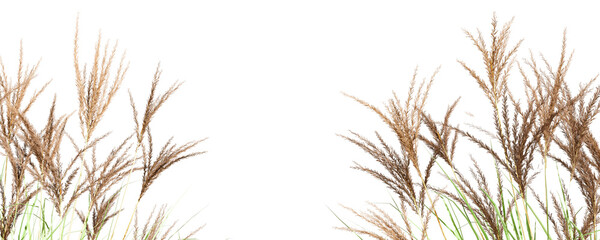 Close up grass isolated on white