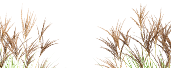 Close up grass isolated on white