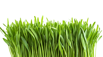Vibrant green grass blades isolated on white background