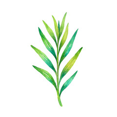 Fototapeta premium Watercolor Botanical Illustration of Tarragon Sprig Isolated