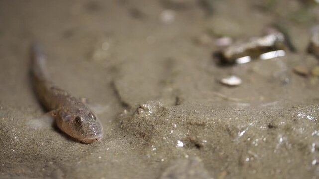 Close up of a yellowfin goby on a sandy mudflat on the West Coast of South Korea