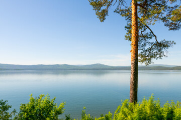 Pine tree on the shore of the mountain lake. Beautiful summer landscape.