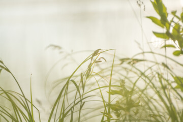 Green grass and plants on the shore of lake at sunset.