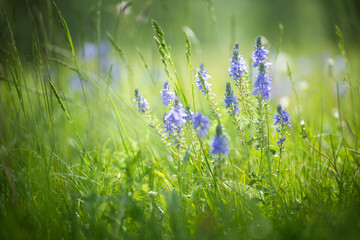 Wild blue flowers with green grass in a forest meadow at sunny day. Beautiful summer landscape.