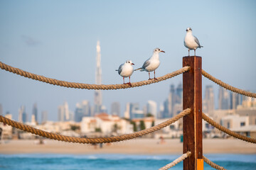 Beach in Dubai, UAE. Seagulls sitting on the fence at sunset. Dubai downtown skyline in the background