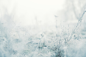 Frost-covered grass in winter forest at foggy sunrise. Winter nature background