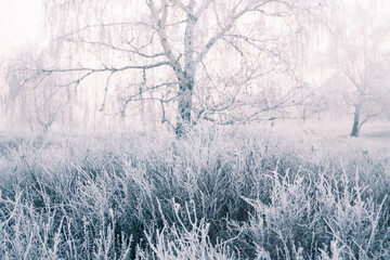 Frost-covered trees and grass in winter forest at foggy sunrise.