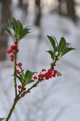 Ilex aquifolium red winter berries on a branch. Nature, winter holly berry bushy plant.Wintertime , christmas season, natural environment.